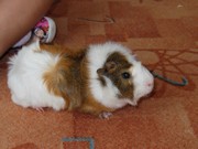 Zvířátkový den ve školce